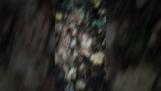 Белые грибы 2018г. смотреть онлайн