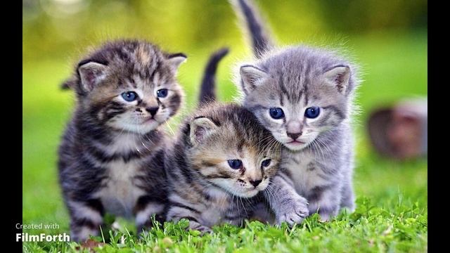 Музыка моя Я обычный мальчик