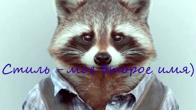 Самые Милые Фото Енотов смотреть онлайн