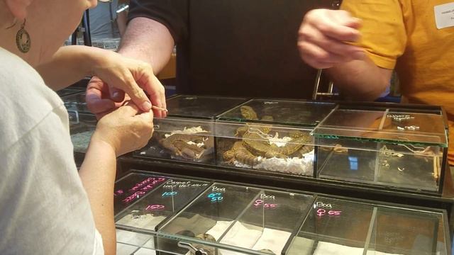 Hamburg Reptile Expo смотреть онлайн