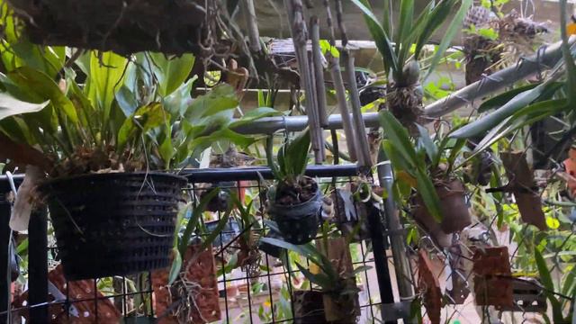 AN ORCHID A DAY EPISODE 552 GIVING MY CATTLEYA ORCHIDS HIGHER LIGHT AND A CARAMEL SMELLING ORCHID смотреть онлайн