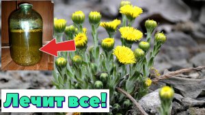 Соберите в марте апреле цветки мать и мачехи и приготовьте настой от всех болезней!
