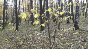 Лес Татарстан