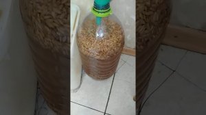 Домашний медовый квас