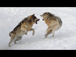 Это животное имеет Силу ВОЛКА и Преданность СОБАКИ! ВОЛКОСОБЫ - кто они такие?