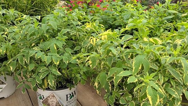 Sambucus 'Instant Karma' (European Elder) VARIEGATED foliage and large, lacy flower clusters! смотреть онлайн