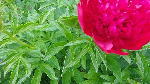 Пион Ред Чарм при облачной погоде. Красавец! смотреть онлайн