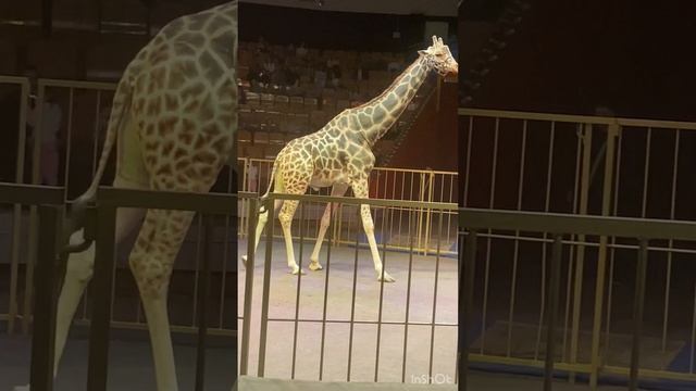 Цирк. Часть 2. Жираф Багир. смотреть онлайн