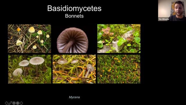MNPS Presents! Macrofungi of Montana смотреть онлайн