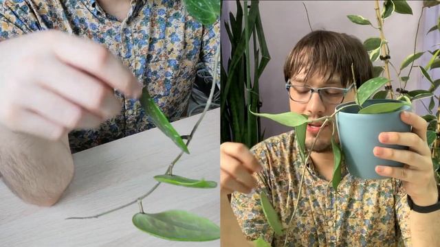Hoya latifolia | 30 Days of Hoya - 9 of 30 смотреть онлайн