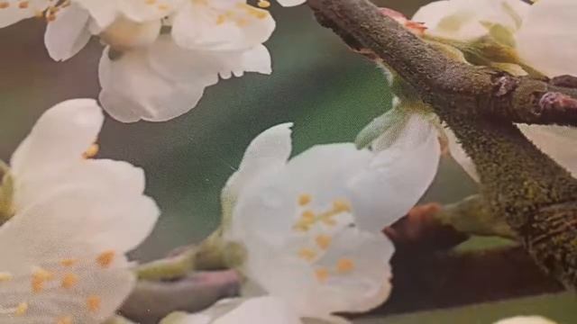 #Стихи #Где_ты #АвторскиеСтихи_НаталииМ смотреть онлайн