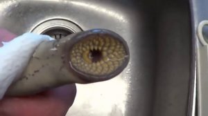 Миноги — самые отвратительные и потрясающие твари, которых порождал океан