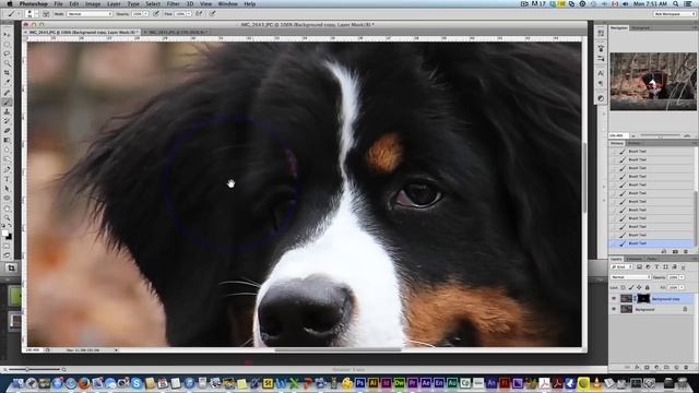 Dog Photography - Photoshop Retouching Tutorial смотреть онлайн