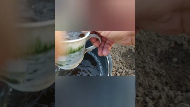 Первая подкормка молодых саженцев винограда после посадке. смотреть онлайн