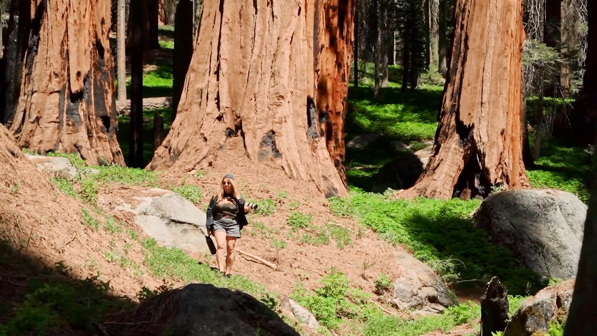Национальный парк Секвойя смотреть онлайн