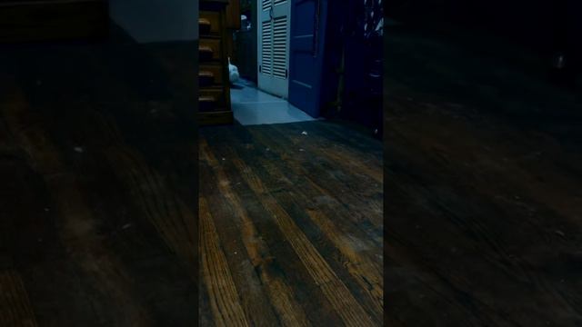 Running Duck (original Video)