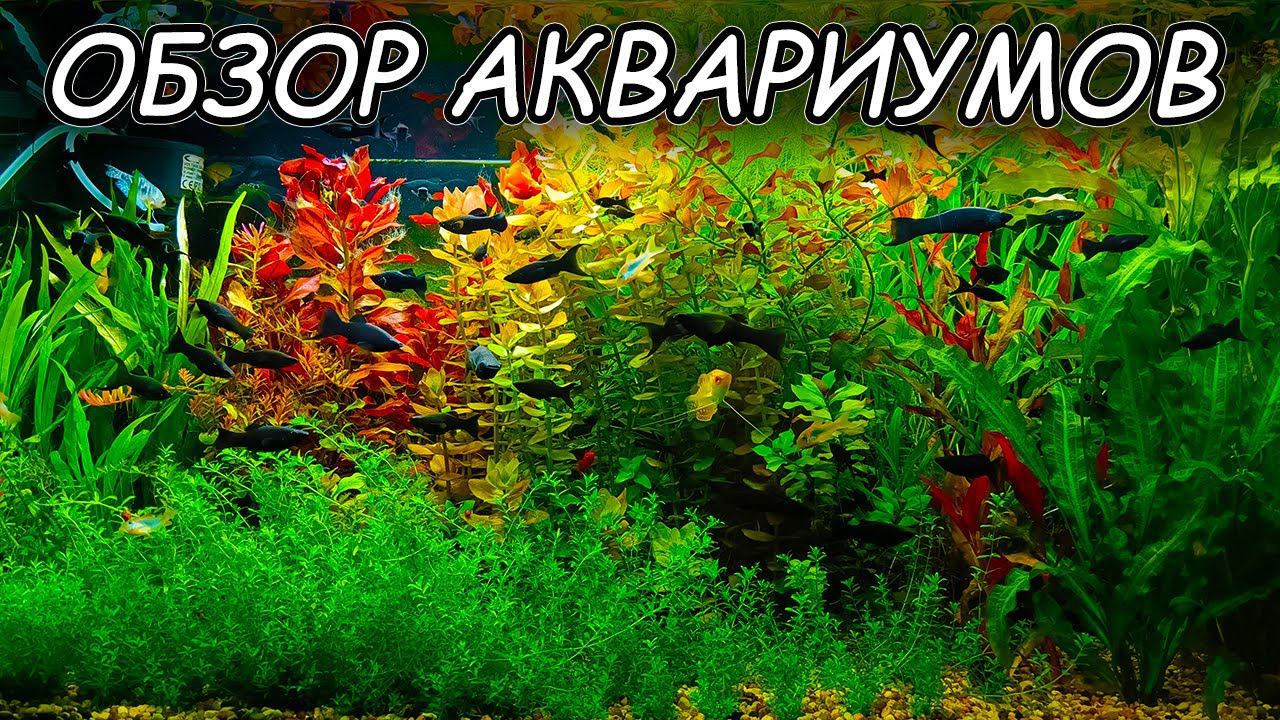 Обзор аквариумов! Начал продажу растений! смотреть онлайн