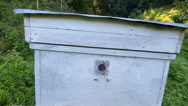 Пчеловодство для начинающих смотреть онлайн