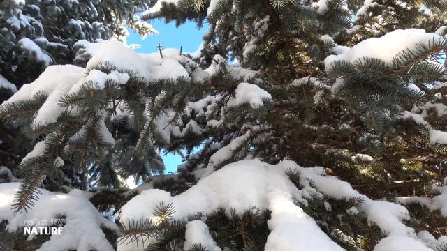 Какая красивая Невероятно Ласковая музыка для души! Потрясающе нежная, Сергей Чекалин смотреть онлайн