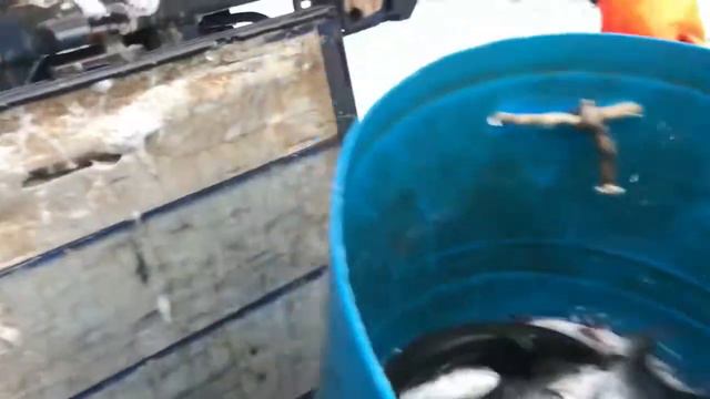 15 12 2017 Клевое место Привоз форели 1 тонна 200 кг смотреть онлайн