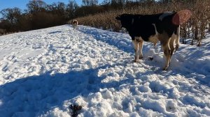 Плющеное или дроблёное зерно лучше для быков?