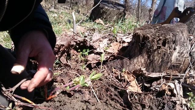 Никакой химии: как красят пасхальные яйца в Грузии.и что кушали дети 1941-1945 смотреть онлайн