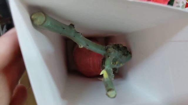 САДОВЫЕ ЦЕНТРЫ ИСПЫТЫВАЮТ НА ПРОЧНОСТЬ НЕРВЫ РОЗОМАНА!?? смотреть онлайн