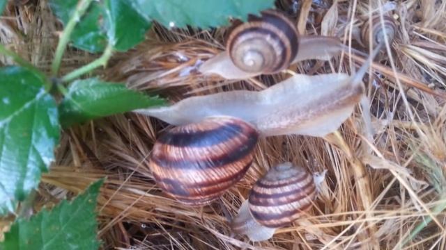 Photo of nature. / Фото на природе на смартфон. смотреть онлайн