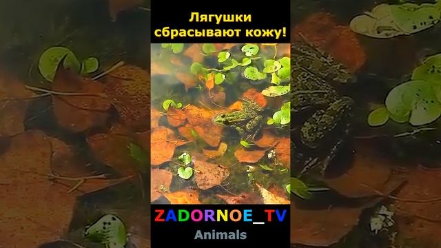 Лягушки сбрасывают кожу! смотреть онлайн