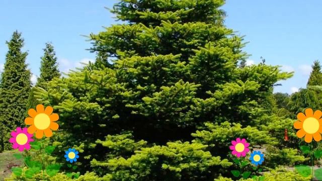 Пихта корейская. Краткий обзор: Пихта корейская описание характеристик, где купить саженцы