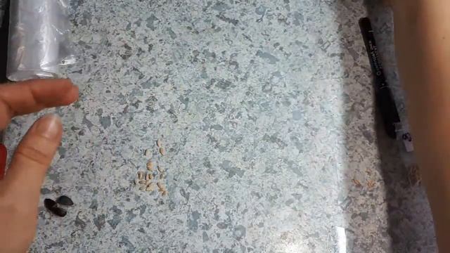 Сеем огурцы из Китая в январе?! Скарификация семян. Быстрый старт. смотреть онлайн