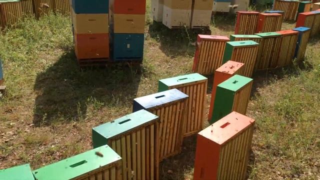 Отбор мёда методом слёта смотреть онлайн