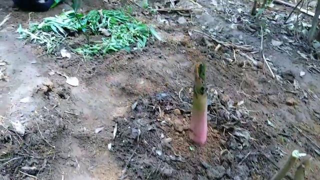 Establishing dynamic agroforestry, main crop black pepper English смотреть онлайн