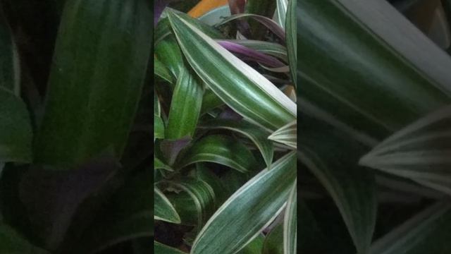 Прекрасные Традесканции на моем подоконнике смотреть онлайн