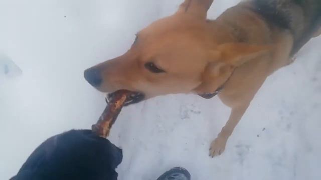 Наш Гамлет на даче в дер. Старые Омутищи. смотреть онлайн