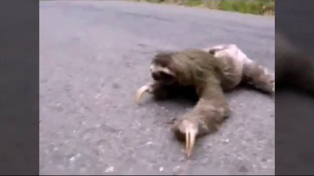 Смешной ленивец смотреть онлайн