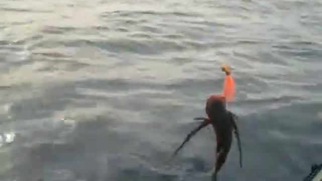 Pez volador a jigging 1/2 смотреть онлайн