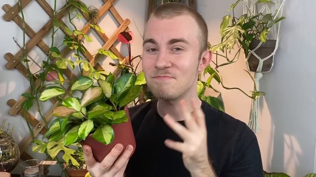 Houseplant Haul | January 2020 смотреть онлайн