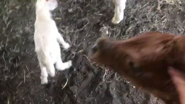 Кто родил?Неожиданное прибавление в хозяйстве. Так рано мы не ждали смотреть онлайн