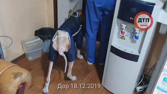 Первая совместная прогулка: с Дором: прошло почти 2 месяца и вес 19900 грамм:) Выгуливаем не очен смотреть онлайн