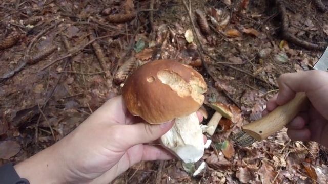 Mushroom Hunting - September 2022 - Cep | Penny Bun | King bolete | Boletus edulis | Funghi Porcini смотреть онлайн