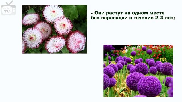 Многолетники для дачи семена цветов и их особенности цветник с хитсад смотреть онлайн