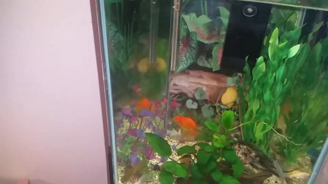 Зелёная золотая рыбка. смотреть онлайн