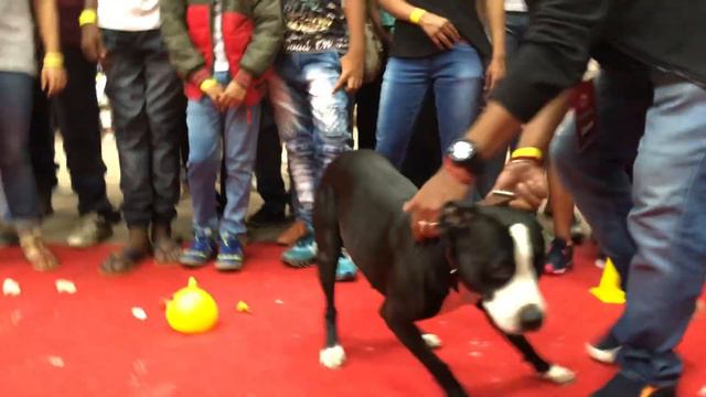 Here comes Zebina... 🐩.. a super shy pooch.. 😂 n a begeal cheering up for her..🐕 смотреть онлайн