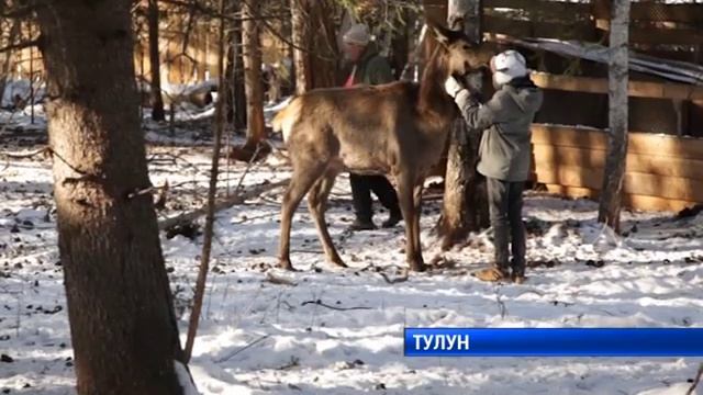 Французские туристы в тайге смотреть онлайн