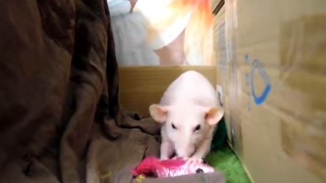 2016-09-27 (4) Дези грызет мышь смотреть онлайн