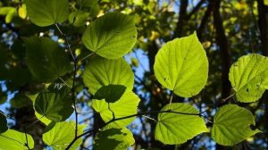 Изучаем лиственные деревья Развивающее видео