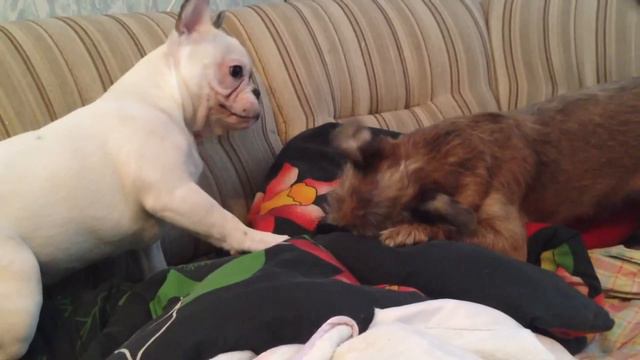 French Bulldog complication # 1. смотреть онлайн