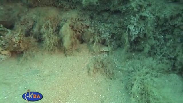 Скорпена охотится на краба. European black scorpionfish hunting crab. (Scorpaena porcus) смотреть онлайн