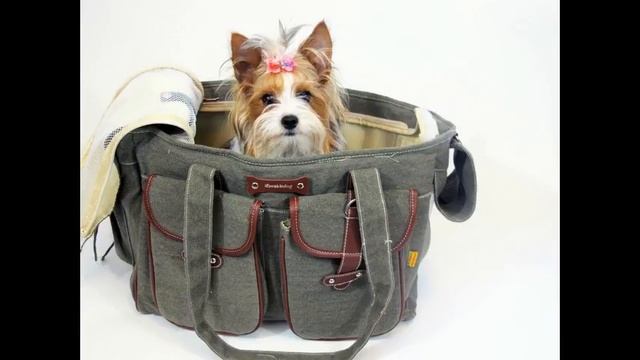 givenchy сумка с собакой смотреть онлайн